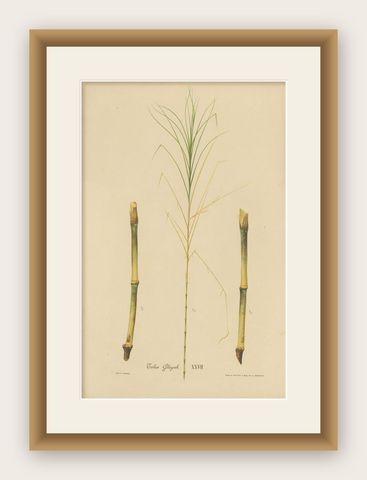 Antique Sugarcane Botanical Chromolithograph, Teboe Glagah, Java 1892, shown framed
