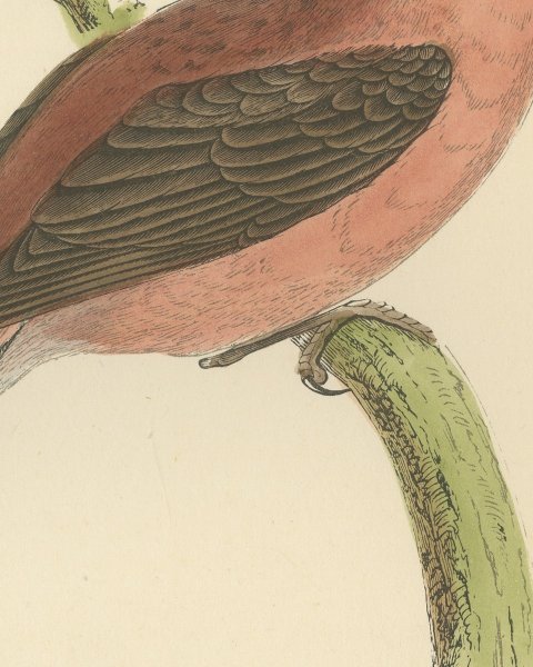 Parrot Crossbill on a Broken Branch, Antique Bird Print, Morris, 1896, close-up 2