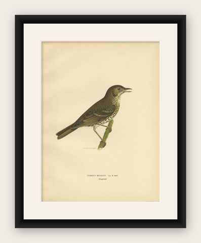 Antique Bird Print of the Song Thrush by Von Wright, 1927, shown framed