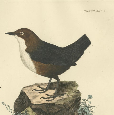 Aquatic Songbirds named Dippers Engraved by Selby and Hand-Colored, 1826, close-up 4