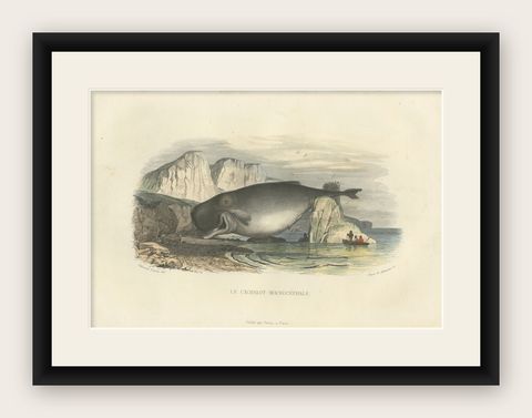 Le Cachalot Macrocéphale (Sperm Whale), Hand-Colored Engraving, 1840, shown framed
