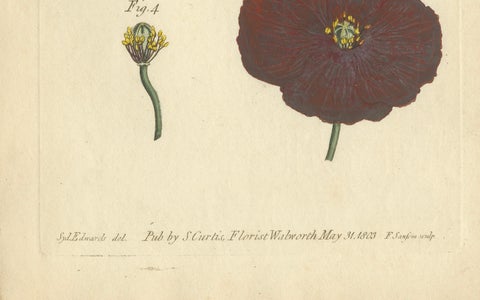 Antique Botanical Engraving of Apple Blossom and Mallow - 1803 Floral Print, close-up 2