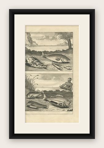 Antique Print of Fish Species 'no. 461' by Valentijn '1726', shown framed