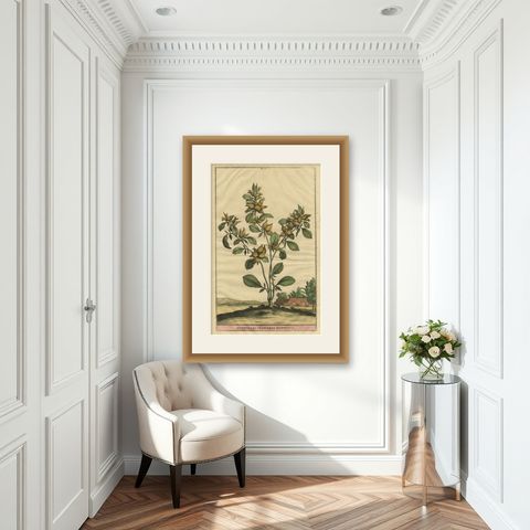 Botanical Illustration of Spanish Kidney Vetch, from Munting’s 1696 Herbal, shown framed in a room