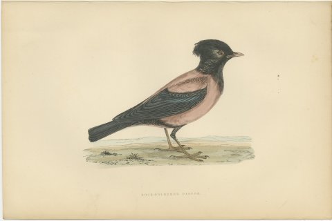 Rose Colored Pastor or Rosy Starling, Antique Hand Colored Print, 1896, view 2