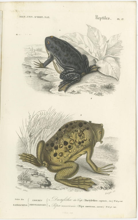 Set of 3 Antique Prints of Frogs and Toads, view 4