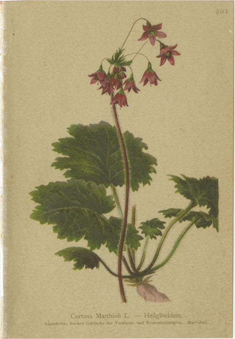 Alpine Botanical Prints Set, Primula & Cortusa, Palla Atlas, 1897, view 2