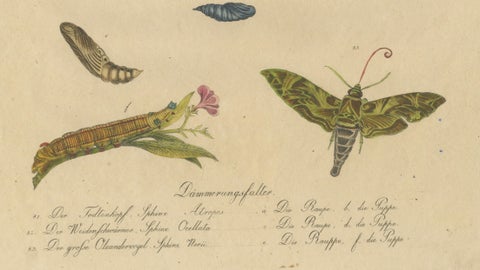 Death's-Head Hawkmoth and Caterpillars, Brodtmann Print, 1816, close-up 3