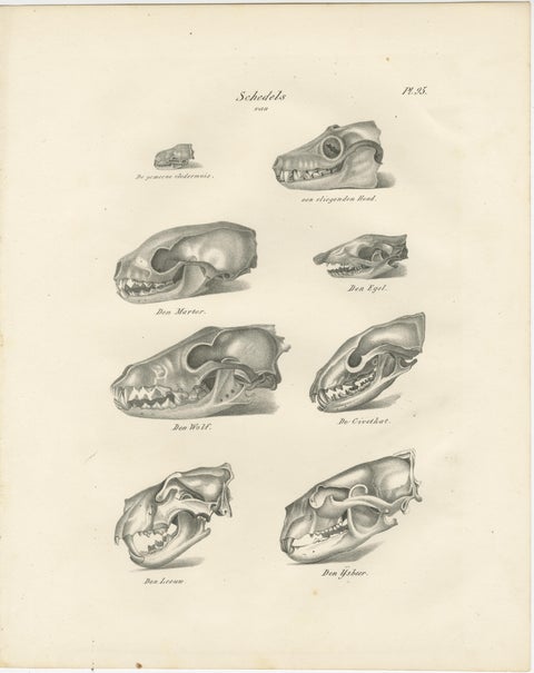 19th-Century Scientific Lithograph of Animal Skulls: Lion, Wolf, Bat and more, view 2