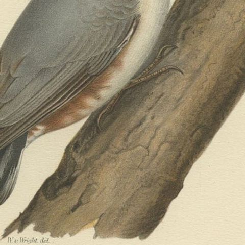 Attractive Antique Bird Print of the Eurasian Nuthatch, 1927, close-up 2