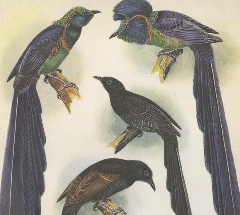 Antique Print of the Long-Tailed Bird of Paradise & the Rothschild's Longtail, view 2