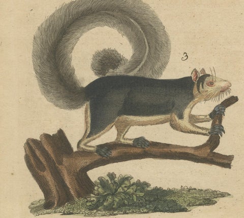 Antique Hand-Colored Engraving of Squirrels and Rodents, Quadrupeds - circa 1800, close-up 5