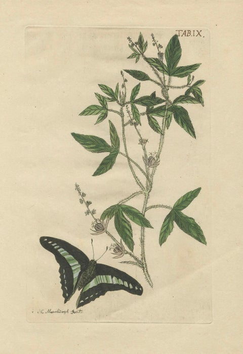 Exotic Botanicals and Rare Butterflies, Hand-Colored Dutch Prints from 1775, close-up 3