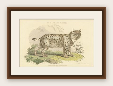 Antique Print with Hand Coloring of a Siberian Lynx, shown framed