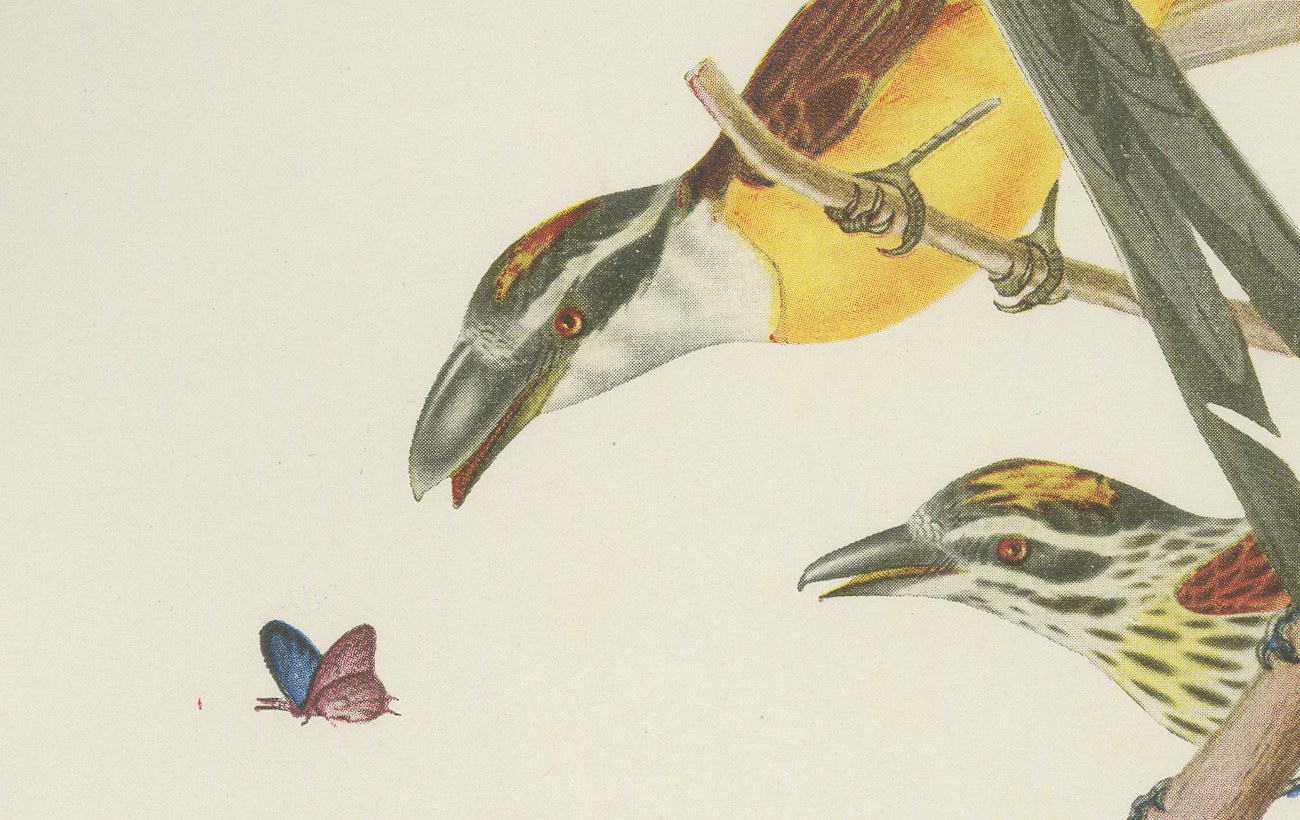 Motmots and Puffbirds, Brazilian Bird Print, Descourtilz, 1944, view 4