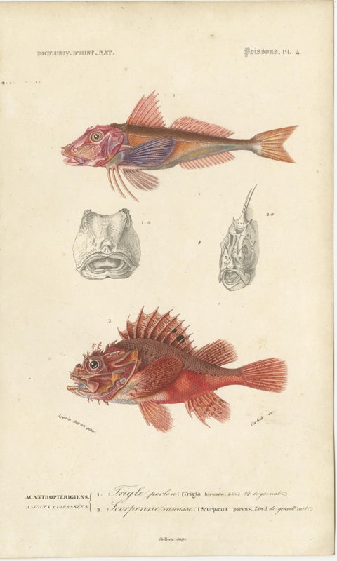 Set of 9 Antique Prints of Various Handcolored Fish Species, view 4