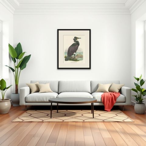 Spectacular Rare Old Original Bird Print of The Spectacled Cormorant, 1868, shown framed in a room