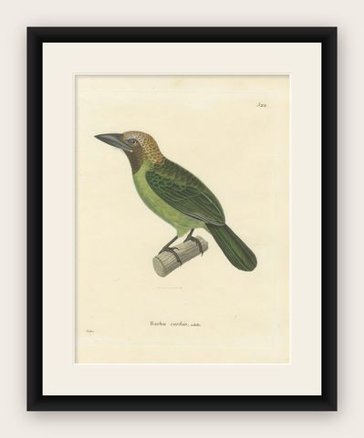 Ornithological Illustration of the Adult Corbin Barbet (Barbu corbin), 1838, shown framed