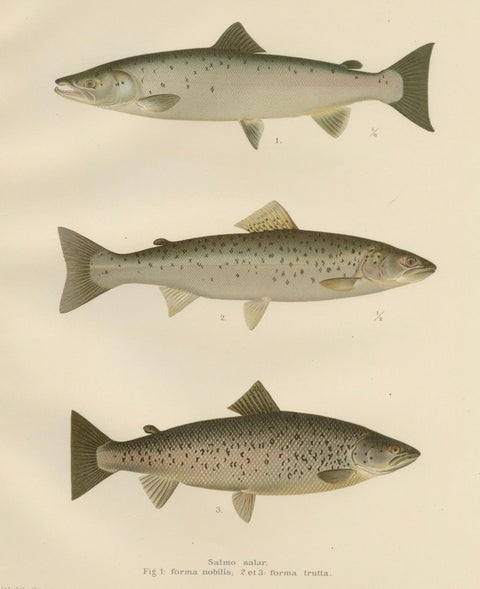 Scandinavian Atlantic Salmon Forms: Exquisite 19th Century Hand-Colored Print, close-up 6