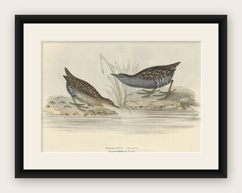 Antique Bird Print of the Baillon's Crake by Gould, 1832, shown framed