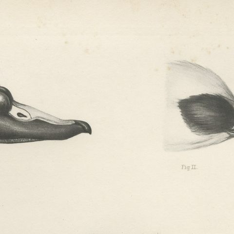 Bills of the Sawbills and Sea Ducks, circa 1909, close-up 2