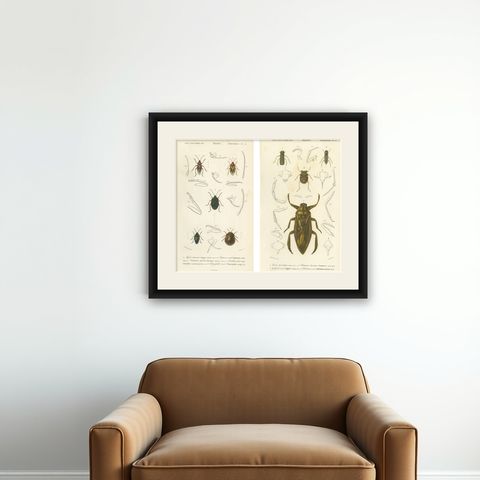 Antique Hemipteres Pair, Shield Bugs & Water Bugs, French Natural History, 1800, shown framed on a wall