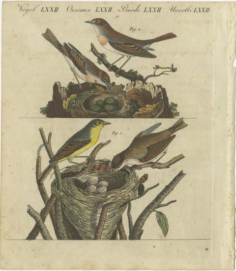 Common Nightingale and Chiffchaff with Nest and Eggs, 1805 Engraving by Bertuch, view 2