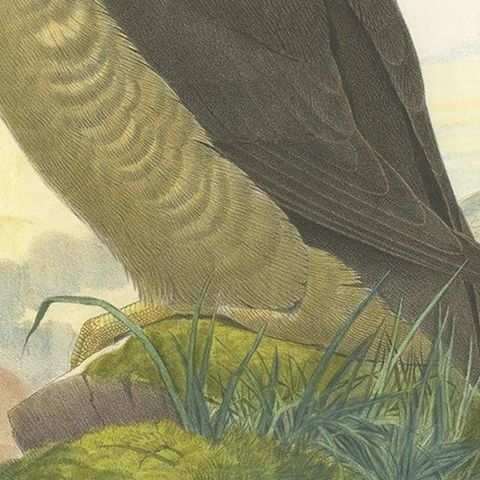 Original Antique Bird Print Depicting Latham's Guillemot, 1868, close-up 2