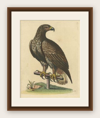 Antique Bird Print of the White-Tailed Eagle, shown framed