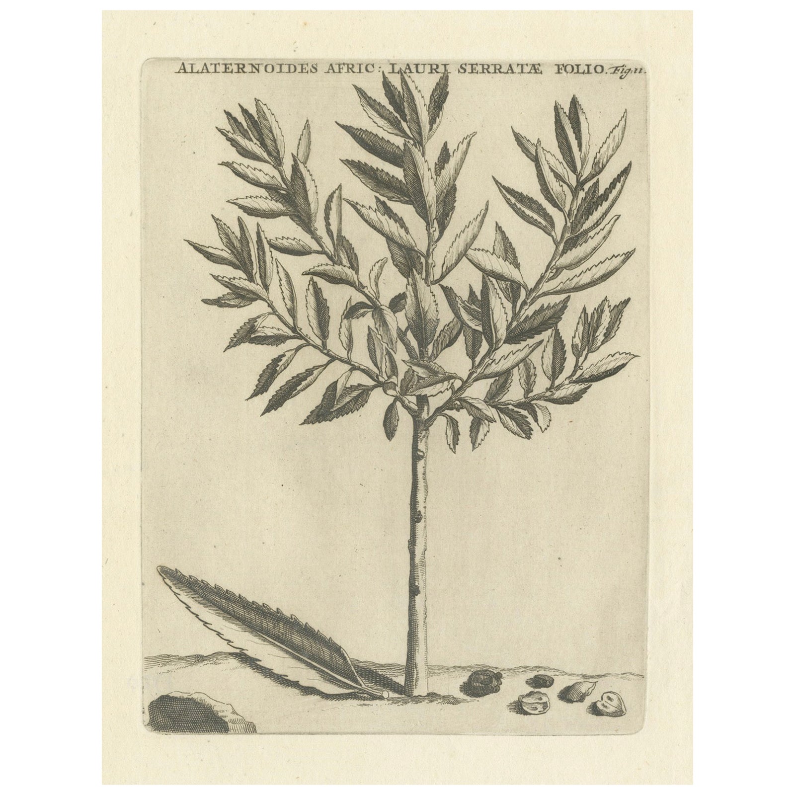 Botanical Engraving of Alaternoides Afric Lauri Serratae from Commelin, 1706