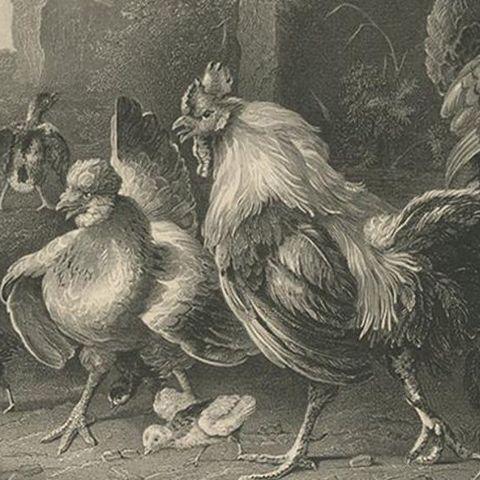 Antique Print of Poultry Attacked by a Hawk by Payne 'c.1860', close-up 2