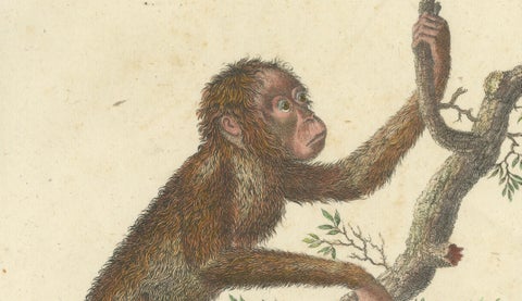 Antique Orangutan & Chimpanzee Lithograph by Karl Joseph Brodtmann, 1816, close-up 2