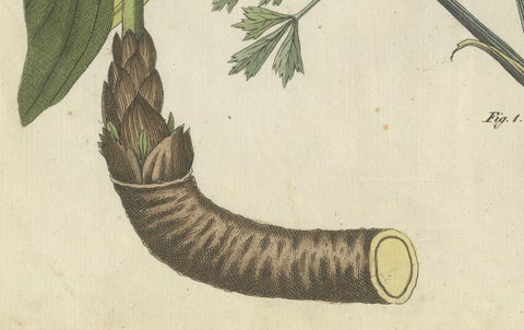 Galbanum and Hungarian Gentian: Rare Medicinal Plants Illustrated, 1805, close-up 1