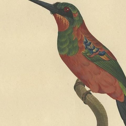 Stunning Hand-Colored Antique Bird Print of a Female Jacamar by Barraband, c1805, close-up 1