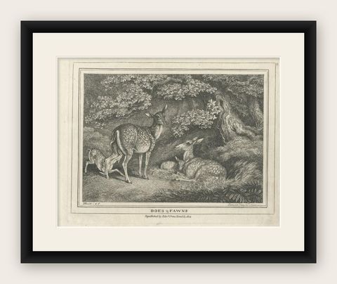 Antique Print of Deers by Howitt '1812', shown framed