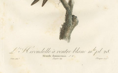 Large Antique Bird Print of a White Bellied Caribbean Martin, circa 1807, close-up 2