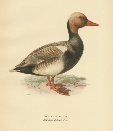 Antique Bird Print of the Red-Crested Pochard by Von Wright '1929', view 2