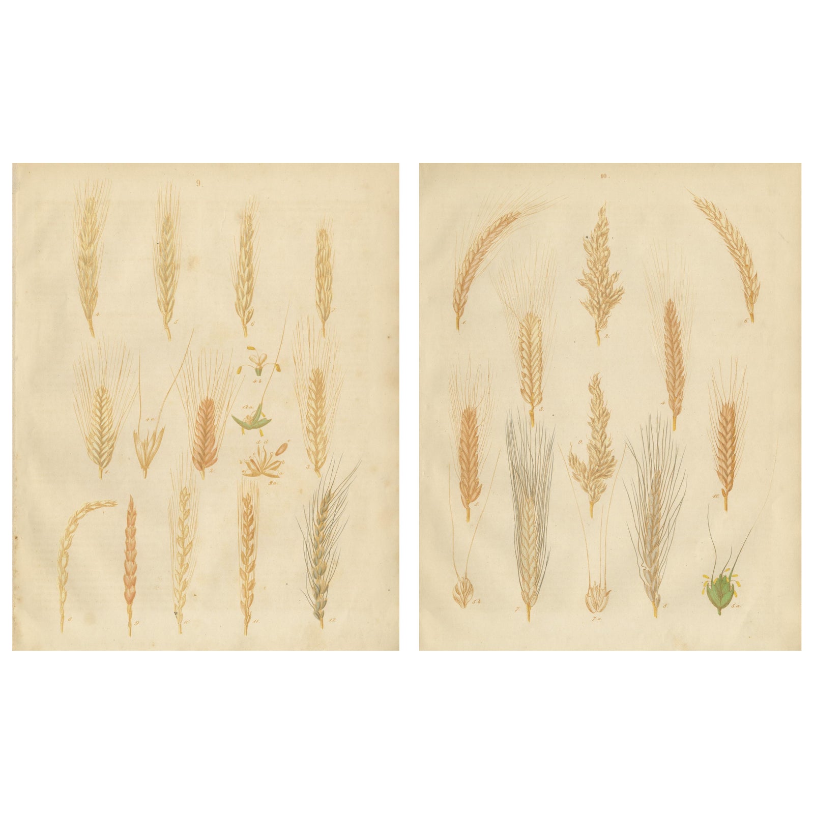 Antique Grain Studies, Wheat Varieties Botanical Lithographs, Calwer 1852