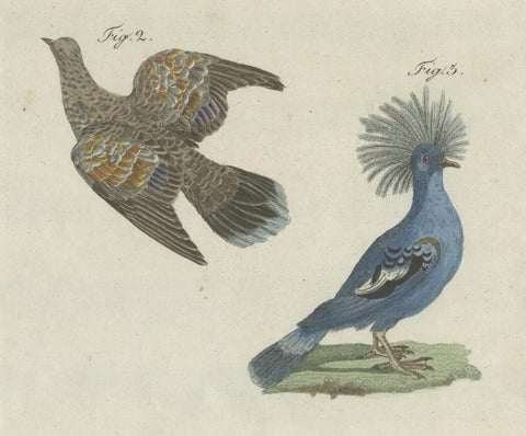 Antique Bird Print of Various Foreign Pigeons Including the Crimson Pigeon, 1800, close-up 1