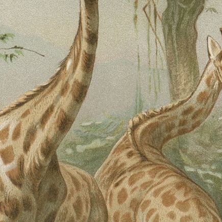 South African Giraffes, Antique Safari Chromolithograph, 1894, close-up 1