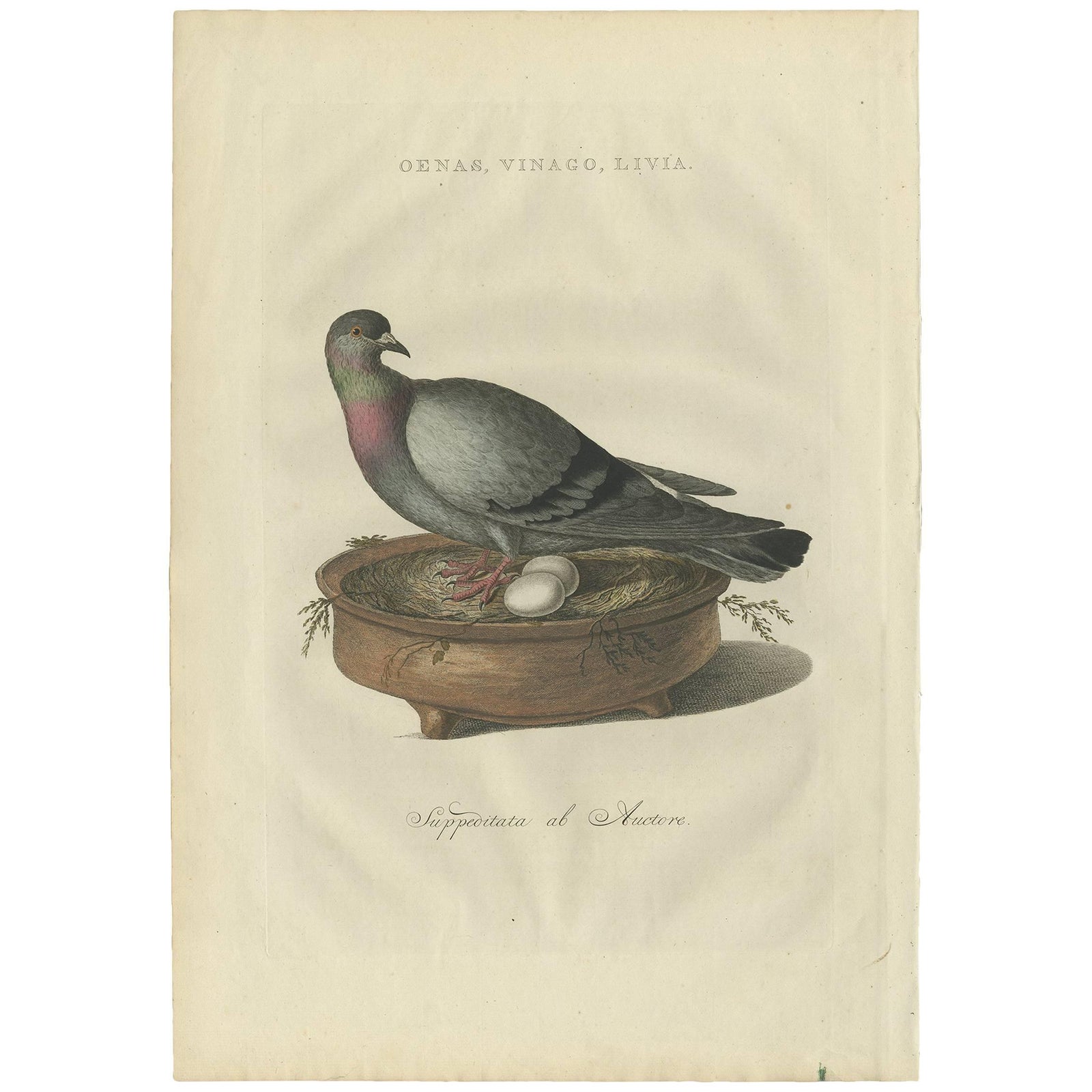Rock Dove or Common Pigeon, Hand-Coloured Engraving with Dutch Text, 1770–1829