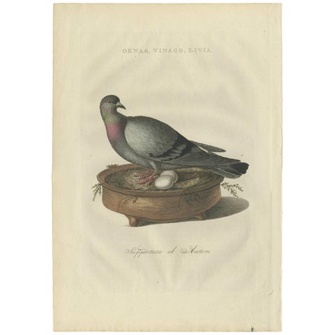 Rock Dove or Common Pigeon, Hand-Coloured Engraving with Dutch Text, 1770–1829