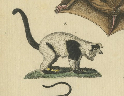 Antique Hand-colored Engraving of Lemurs and Flying Mammals, c.1800, close-up 2