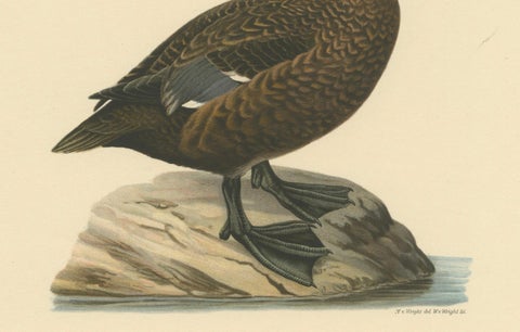 Quiet Sentinel: Original Vintage Bird Print of The Female Steller's Eider, 1929, close-up 2