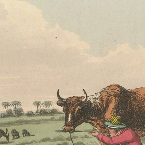 Foreign Field Sports: Shooting Antelopes in India, Aquatint, 1813, close-up 6