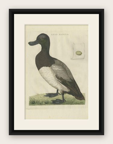 Greater Scaup, Antique Bird Engraving Anas Marila by Nozeman and Sepp, 1770, shown framed