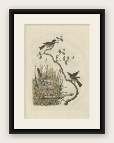Rare 18th Century Bird Print, Marsh Tit and Nest Scene by Sepp & Nozeman, shown framed
