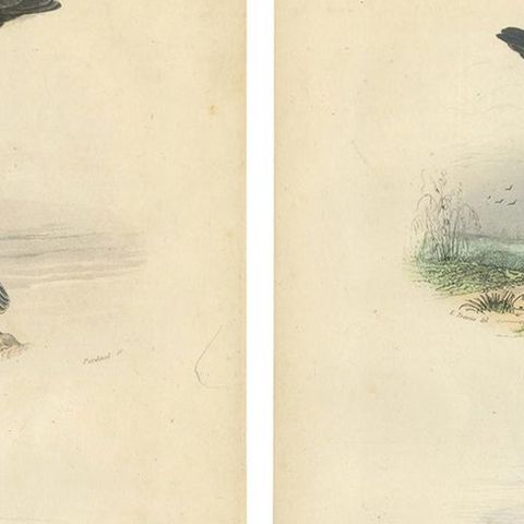 Set of 4 Antique Bird Prints Osprey, Eagle, Buzzard, Falcon by Buffon, 1839, close-up 1
