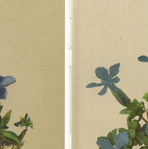 Alpine Gentian Botanical Prints Set of 4, Antique Chromolithographs 1897, close-up 1
