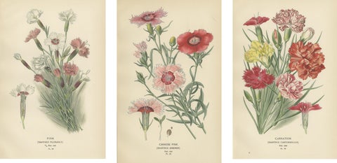 Edwardian Blossoms: A Triptych of Garden Elegance, 1896, view 2
